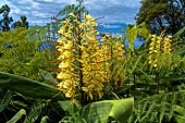 Azzorre, Isola Terceira - Escursione Mata da Serreta. Fiore dello zenzero Kahili (Hedychium gardnerianum).